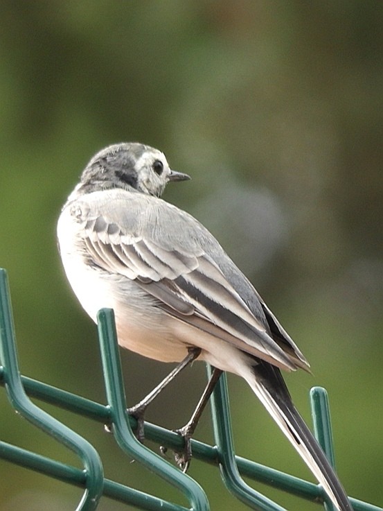 livebirdspoland_b8b680daa0cbd99212457136e07b3c75.jpg