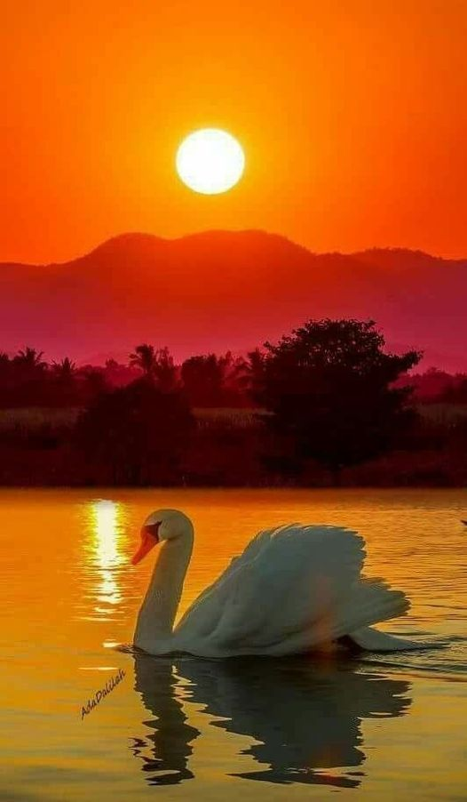 livebirdspoland_c28a7f38159c906fd8b13ed0dc8764cc.png