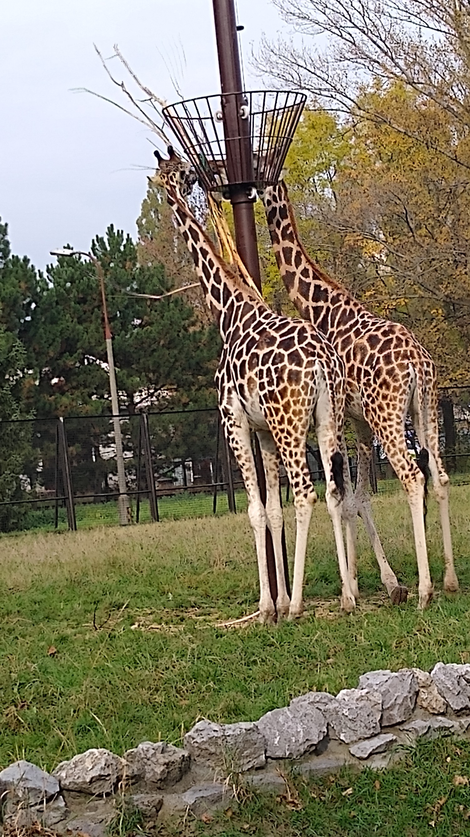 livebirdspoland_08f73e7cf40a9d1e313b618be28d92af.jpg