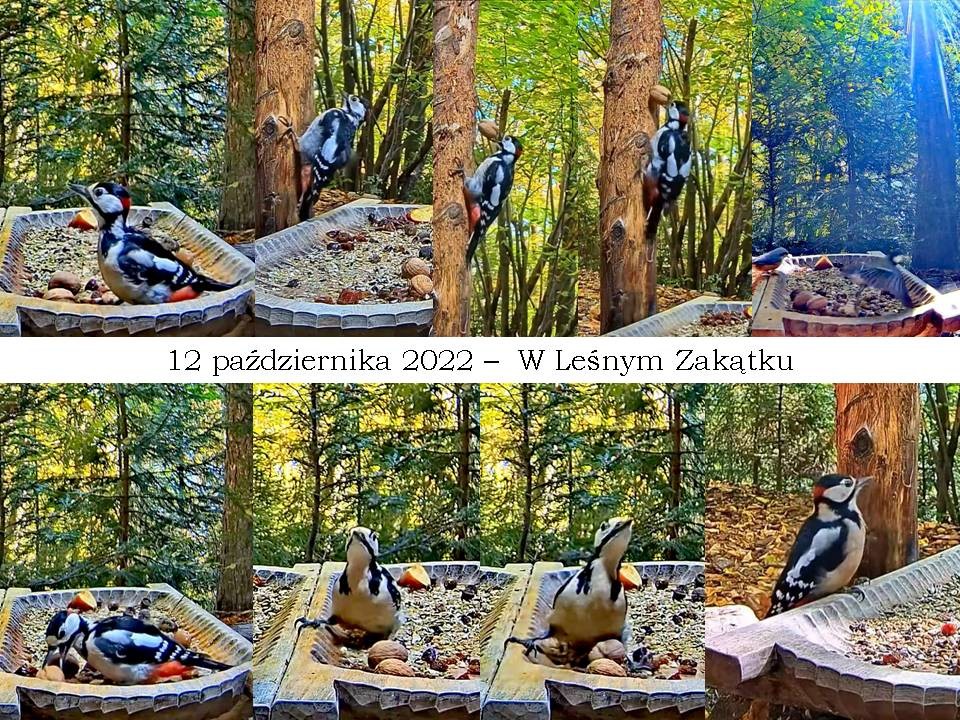 livebirdspoland_20b8252b5885adb650e8f9df3e02976c.jpg