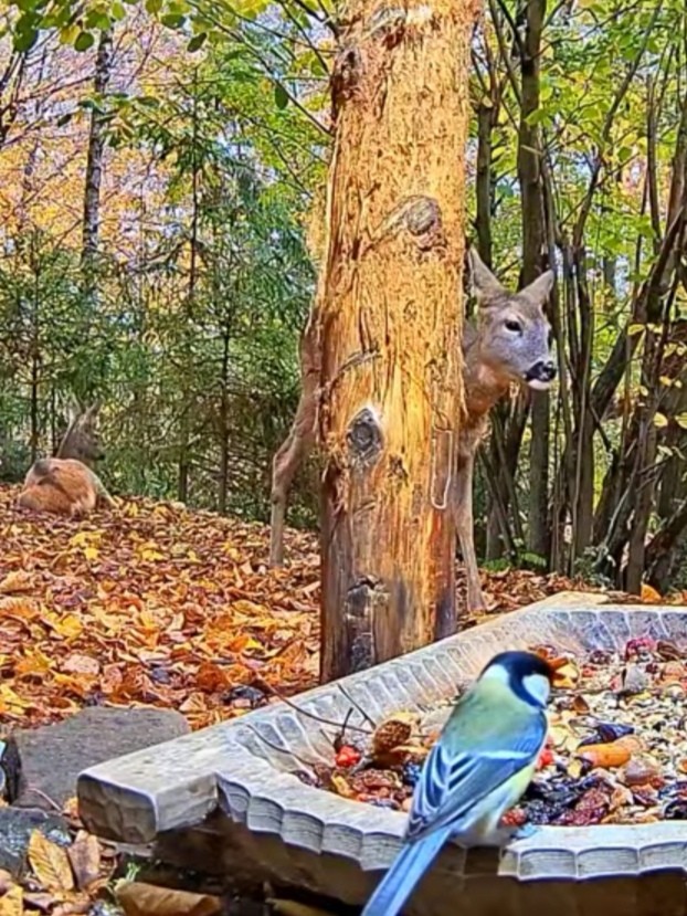 livebirdspoland_60288dc43b85f9557b23359a98c27814.jpg