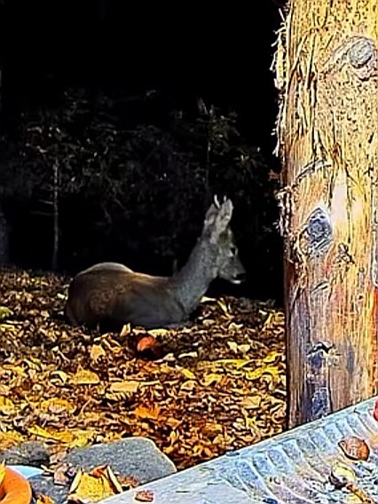 livebirdspoland_bcff802cc46790e2bc6c9ff1eb40d356.jpg