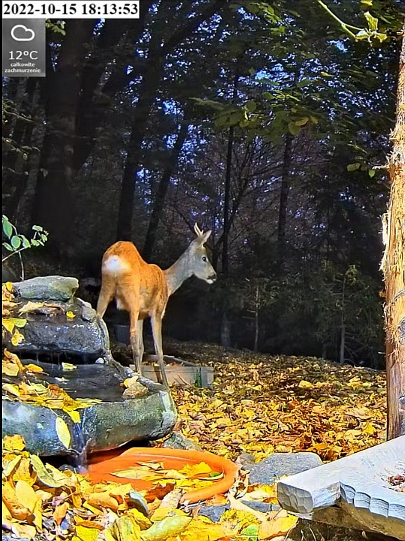 livebirdspoland_a760b54c2cc3cbb920607cbb0dda9b7f.jpg