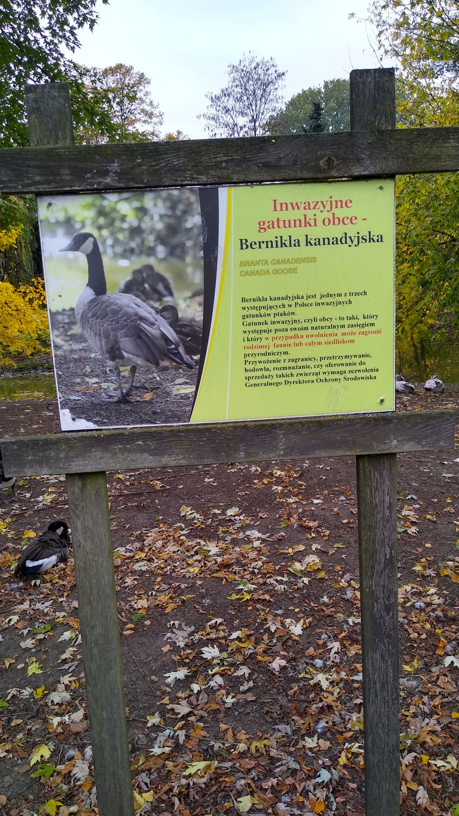 livebirdspoland_fcd52d9c43016bad84928e9e6277daeb.jpg