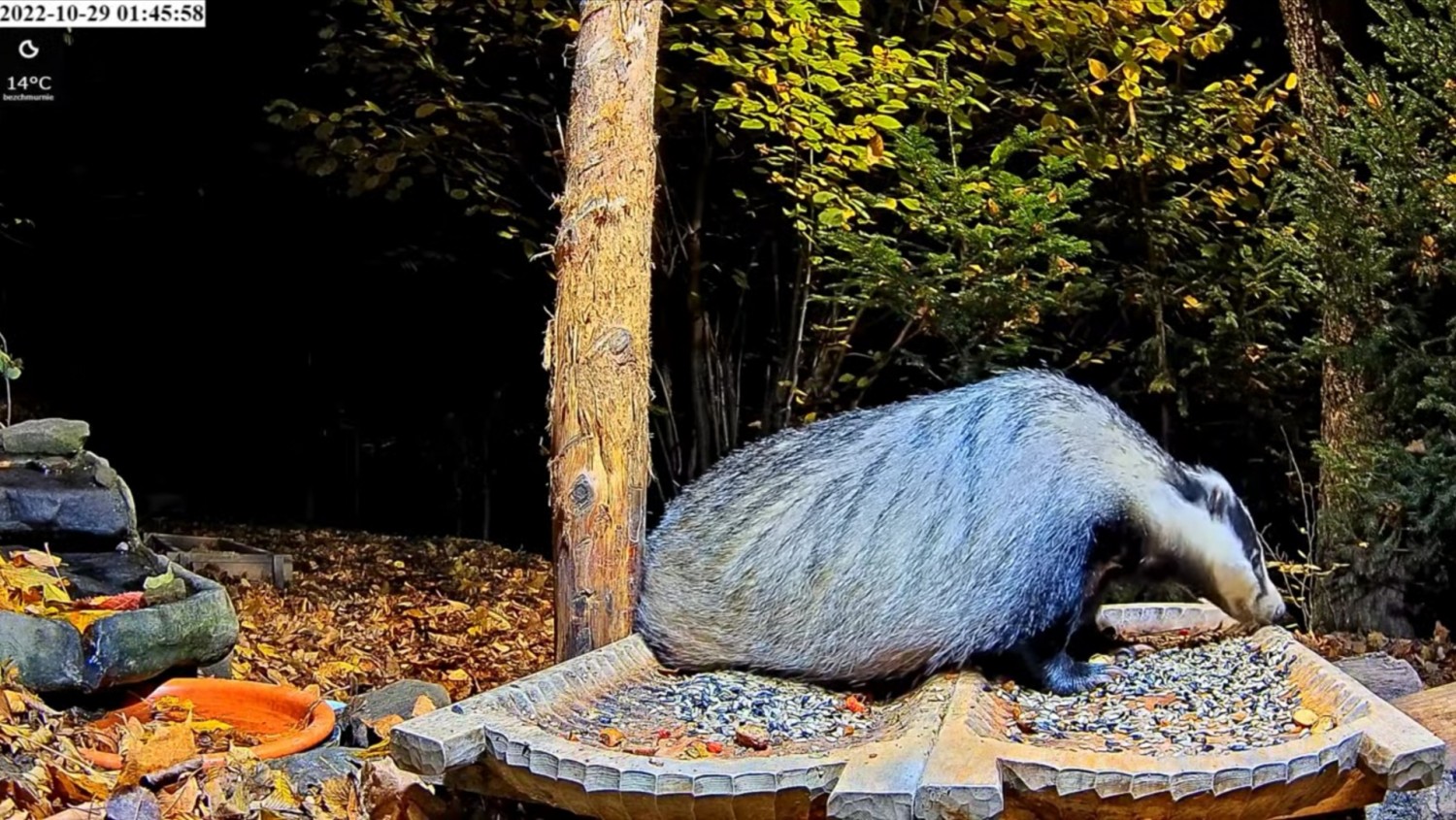 livebirdspoland_37eea2a6e3b86a010ffd44380df61563.jpg