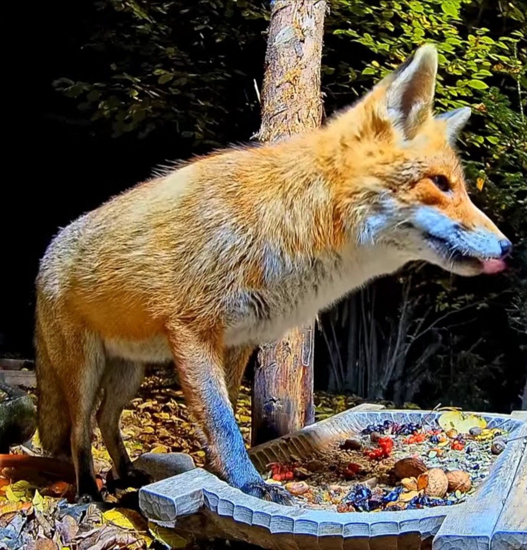 livebirdspoland_9b47d912f78c14799e9716c39114a883.jpg