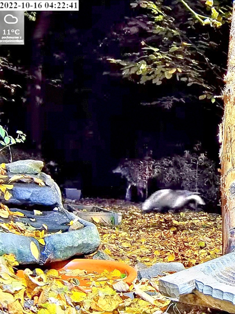 livebirdspoland_d420042f3cb59e6745a58ebc304268fc.jpg