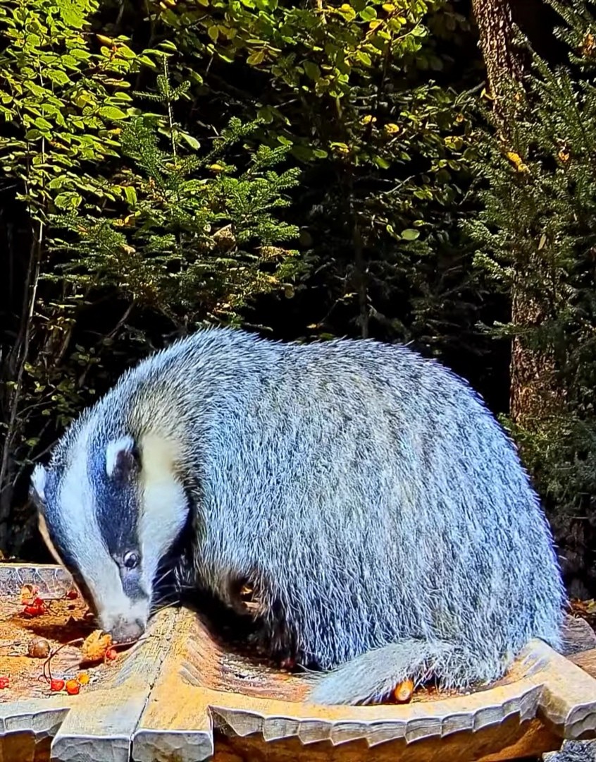 livebirdspoland_88b8a03df71bb8d808ac0fa7e7816f8d.jpg