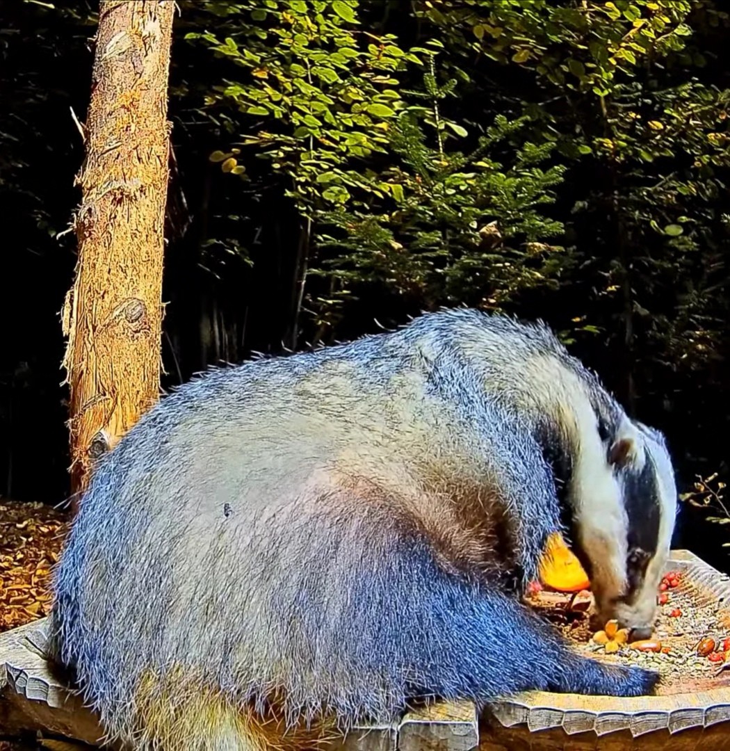 livebirdspoland_b01c5762c6519ec7d4a259299ff29ffd.jpg
