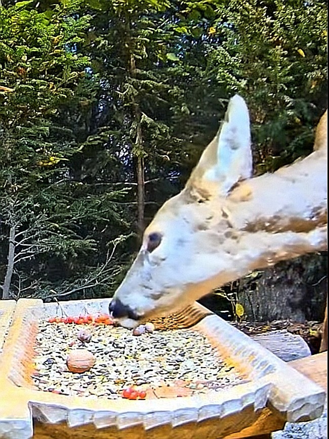livebirdspoland_28b1cdfbc8e94d4ebb4bceab2f1b3b4c.jpg