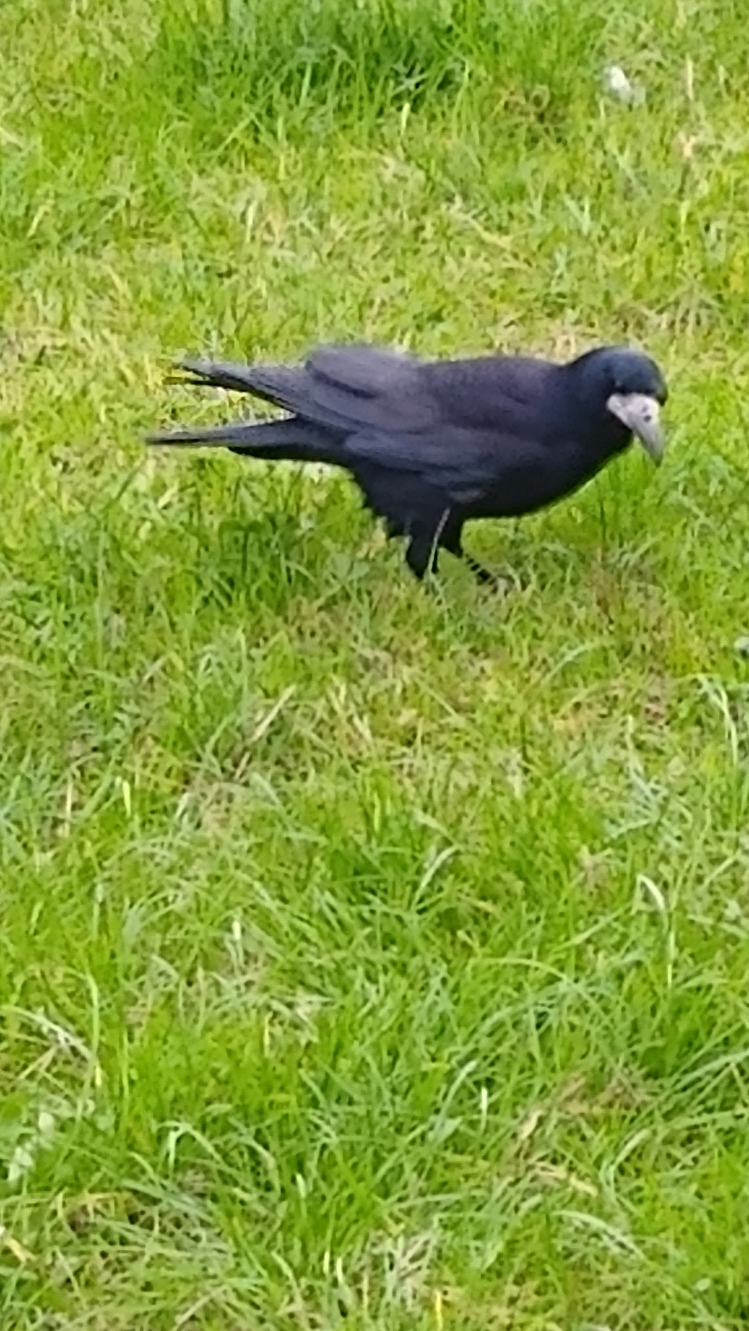 livebirdspoland_7ffa5df9469ae75c7630b992c6b0124d.jpg