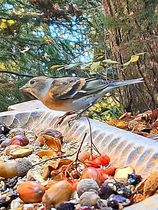 livebirdspoland_aae3481a43905e56065e0fe42ab14efc.jpg