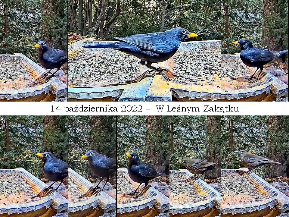 livebirdspoland_108d46c40209ca2567a73c8ec517cd0c.jpg