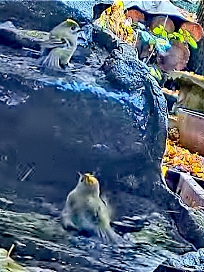 livebirdspoland_19f0c39517117df67743df5f3819a4d8.jpg