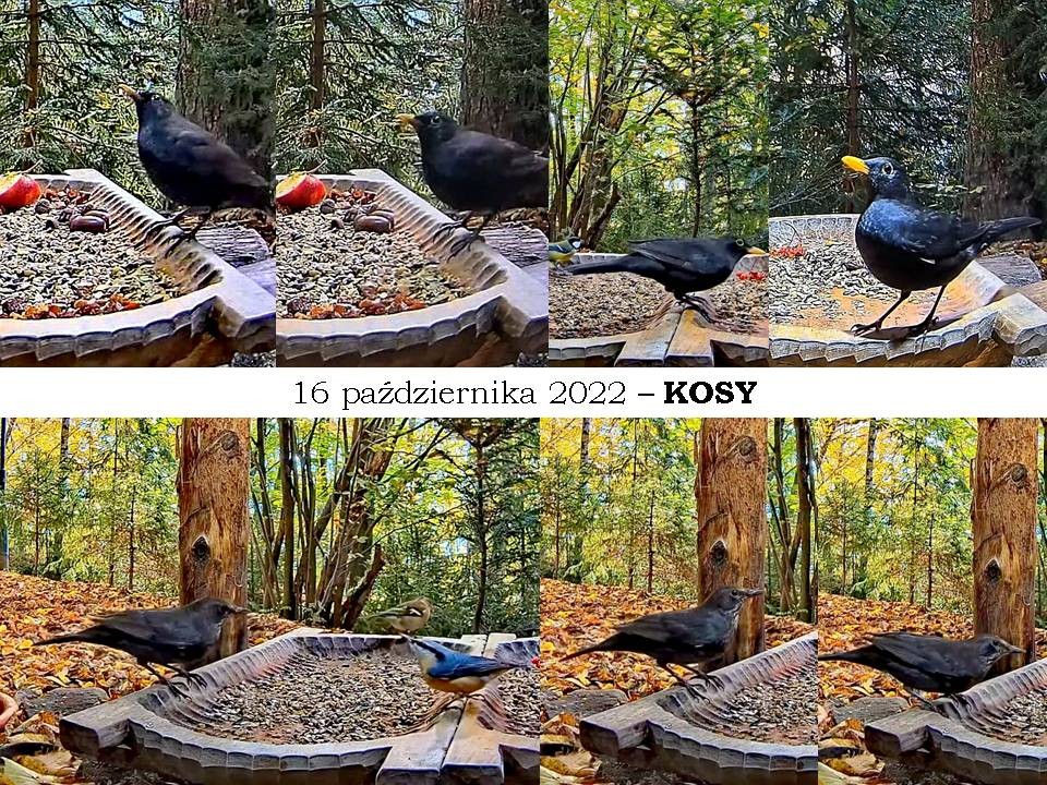 livebirdspoland_b0ef20691525d72734d429cc8708d697.jpg