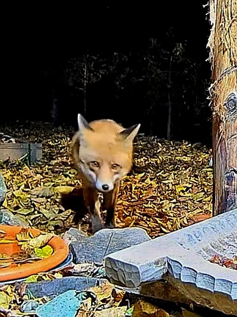 livebirdspoland_0cb06a04731d3a384c637acf8462fb99.jpg