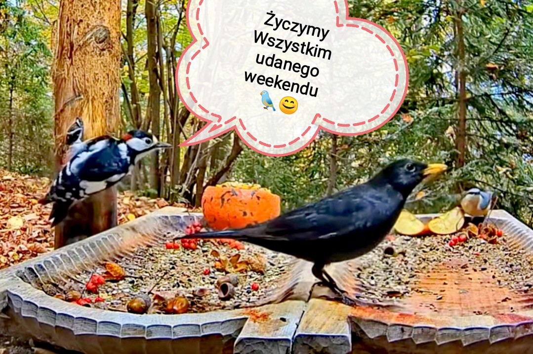 livebirdspoland_f9c4c5c12dc1f6530d0c08578e9d6d6f.jpg