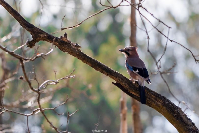 livebirdspoland_5cfed7807dd4e29493742fdb840fd868.png