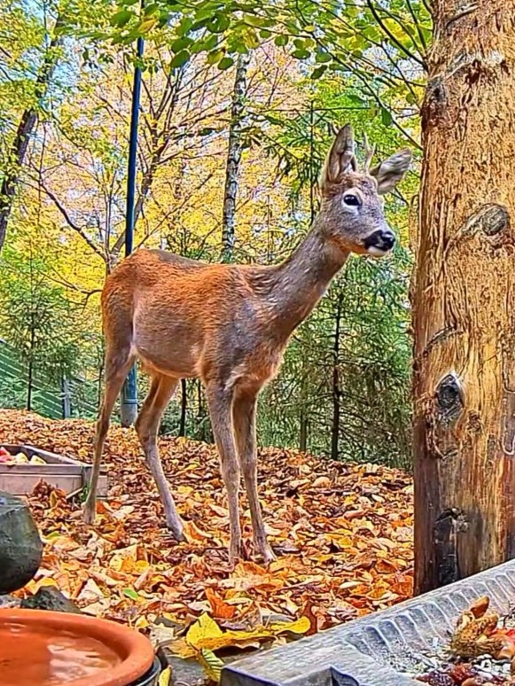 livebirdspoland_9c41f89a181566f7e7497ae9f2851235.jpg