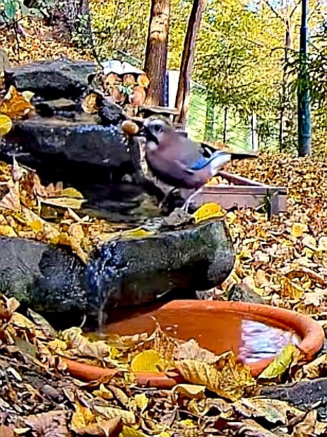 livebirdspoland_eef91f1ad34fd4ddf8d6e17dcfb2e544.jpg