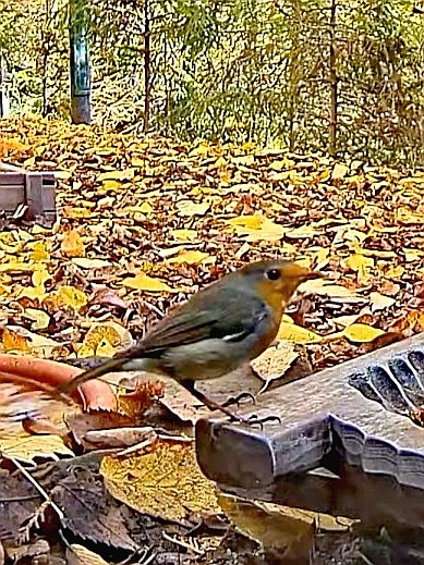 livebirdspoland_2d7e0de473666cac7dbce04fef195bbd.jpg