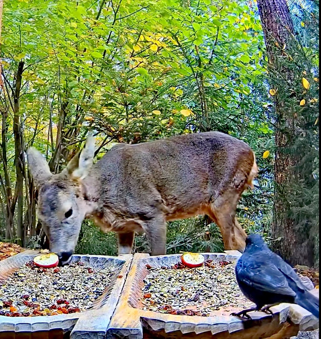 livebirdspoland_51f905966de4df74c6de87d9f2723315.jpg