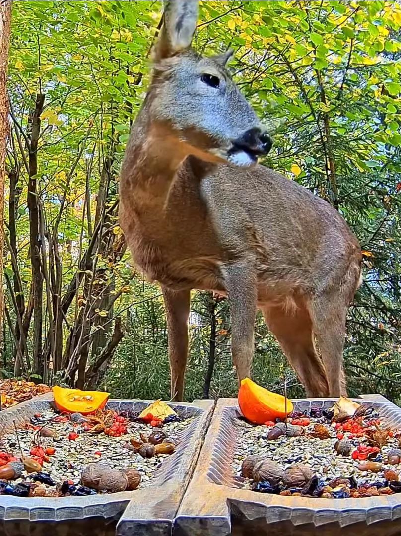 livebirdspoland_4c328fb78e0cce3c0eff7e8efb524872.jpg