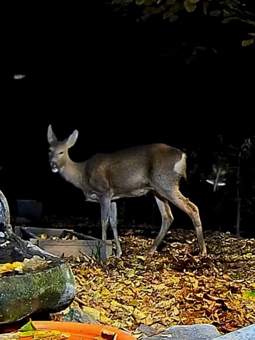 livebirdspoland_163194872cbf10b9a97b5a09d9fe236b.jpg