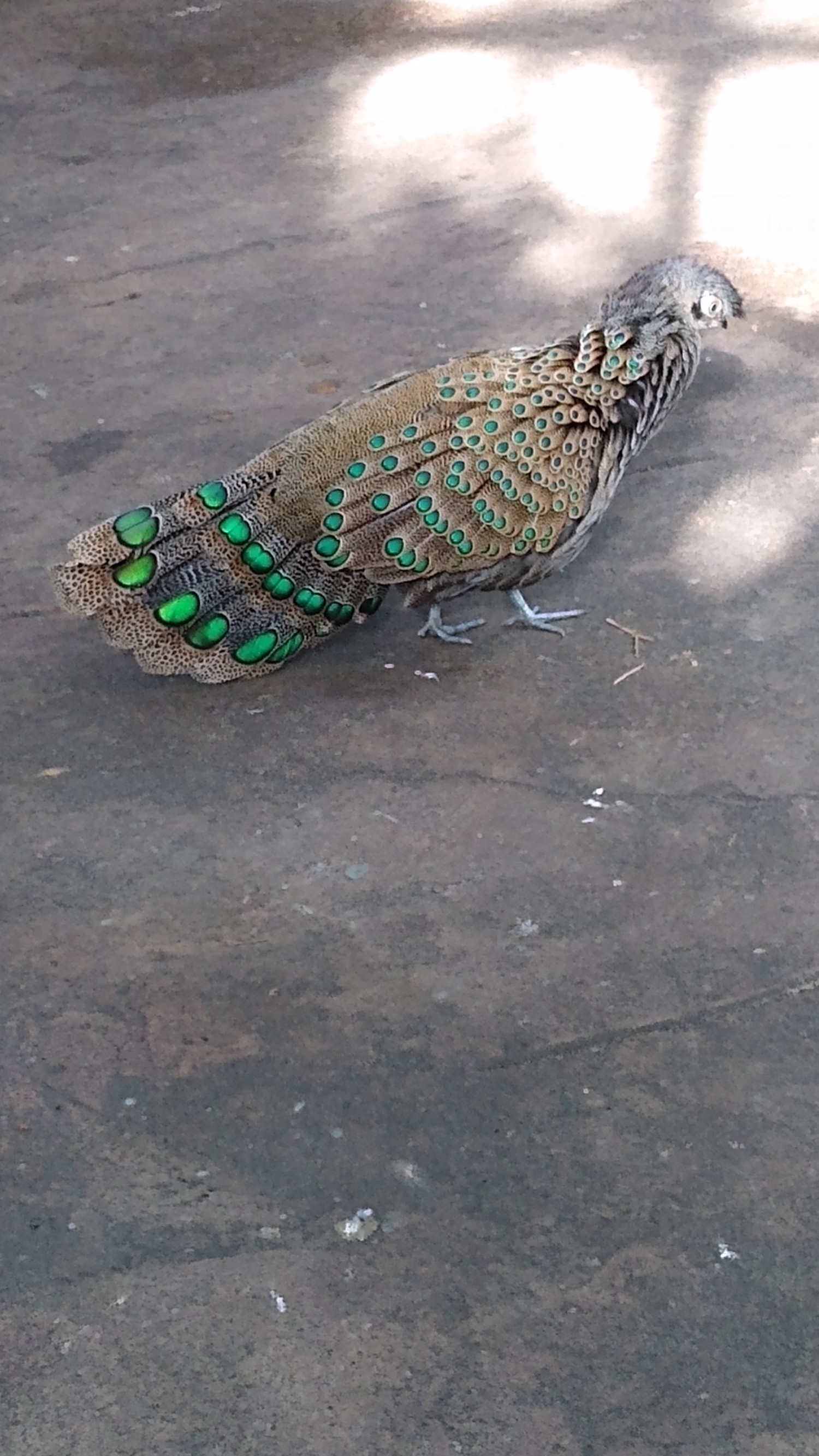 livebirdspoland_47264e81e18668400d203511be36712a.jpg