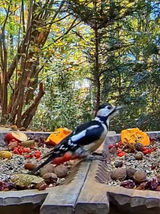 livebirdspoland_0f50a847e26012a16ee774ffba6c0898.jpg
