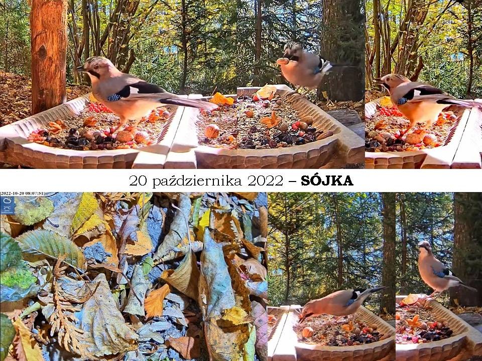 livebirdspoland_75ad5cd3987bbb903c55f93ad2ac5108.jpg