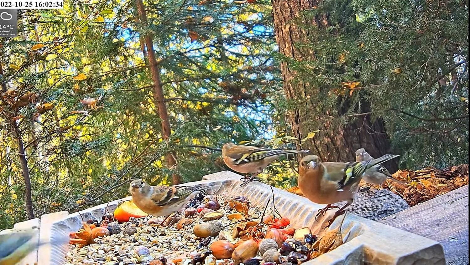 livebirdspoland_91f9d6d56480c0555968d88b456d3313.jpg