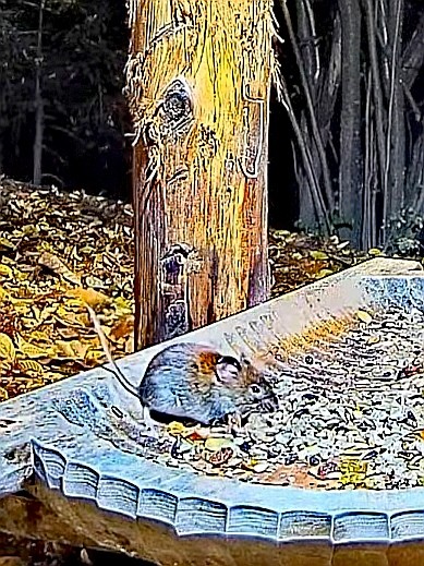 livebirdspoland_baa637e27533fcf0e82317e83908865c.jpg