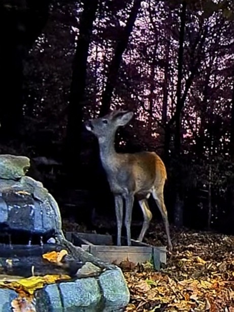 livebirdspoland_749c531be4f8f614270a3fcb0ff19925.jpg