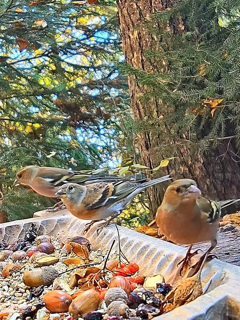 livebirdspoland_51d27d05531a2e25f42885a94154b56e.jpg