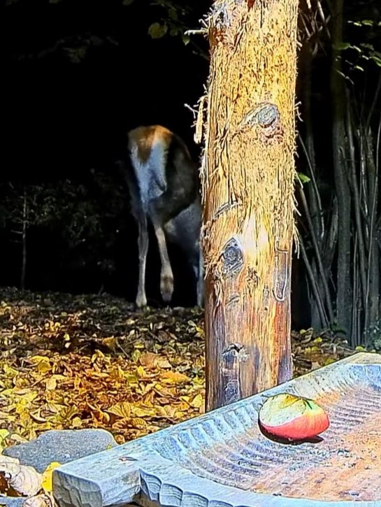 livebirdspoland_80672551ec5ee6da15ac7d40ab187568.jpg