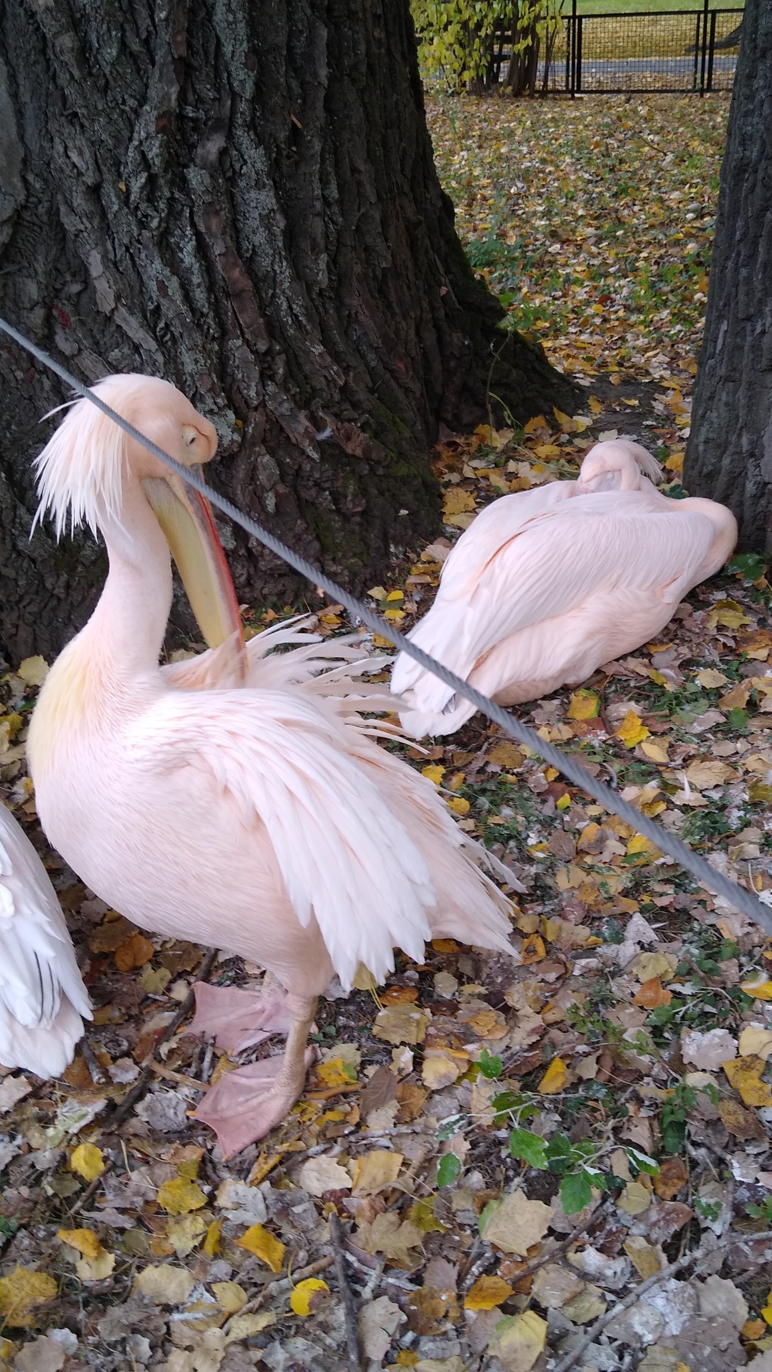 livebirdspoland_533be16ca8d97ac259e2cb35259349ad.jpg