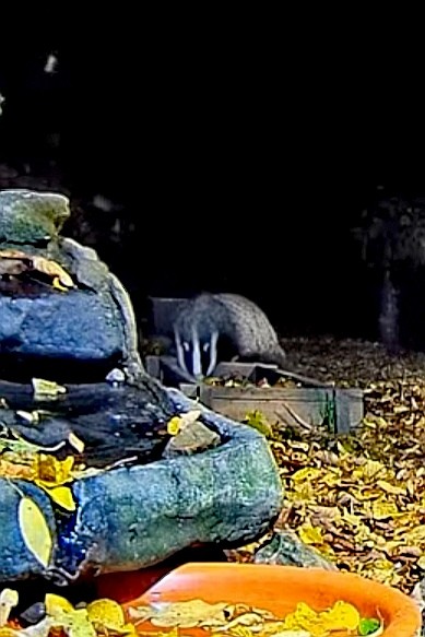 livebirdspoland_33705b5b1fc375c8cc5ed17a6d0f6ef5.jpg