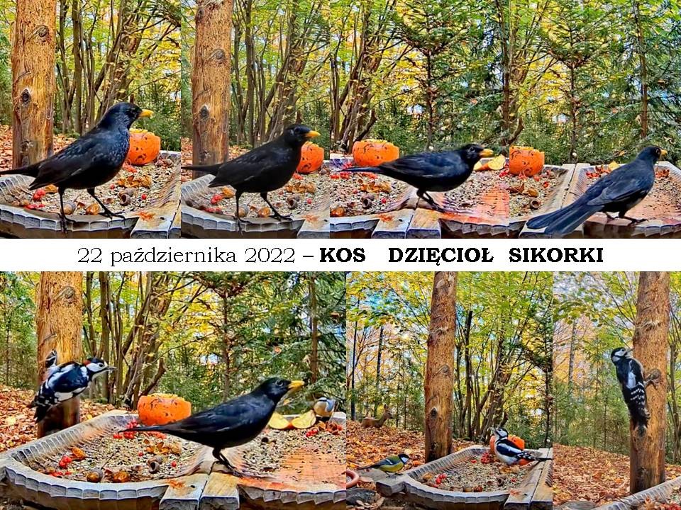 livebirdspoland_1dc690410c70a2c4593cde9b1dd29046.jpg