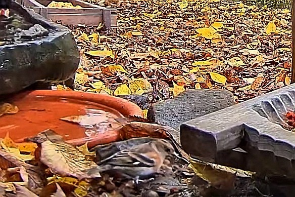 livebirdspoland_0d254862c19bf76a3aa48891e5788b32.jpg