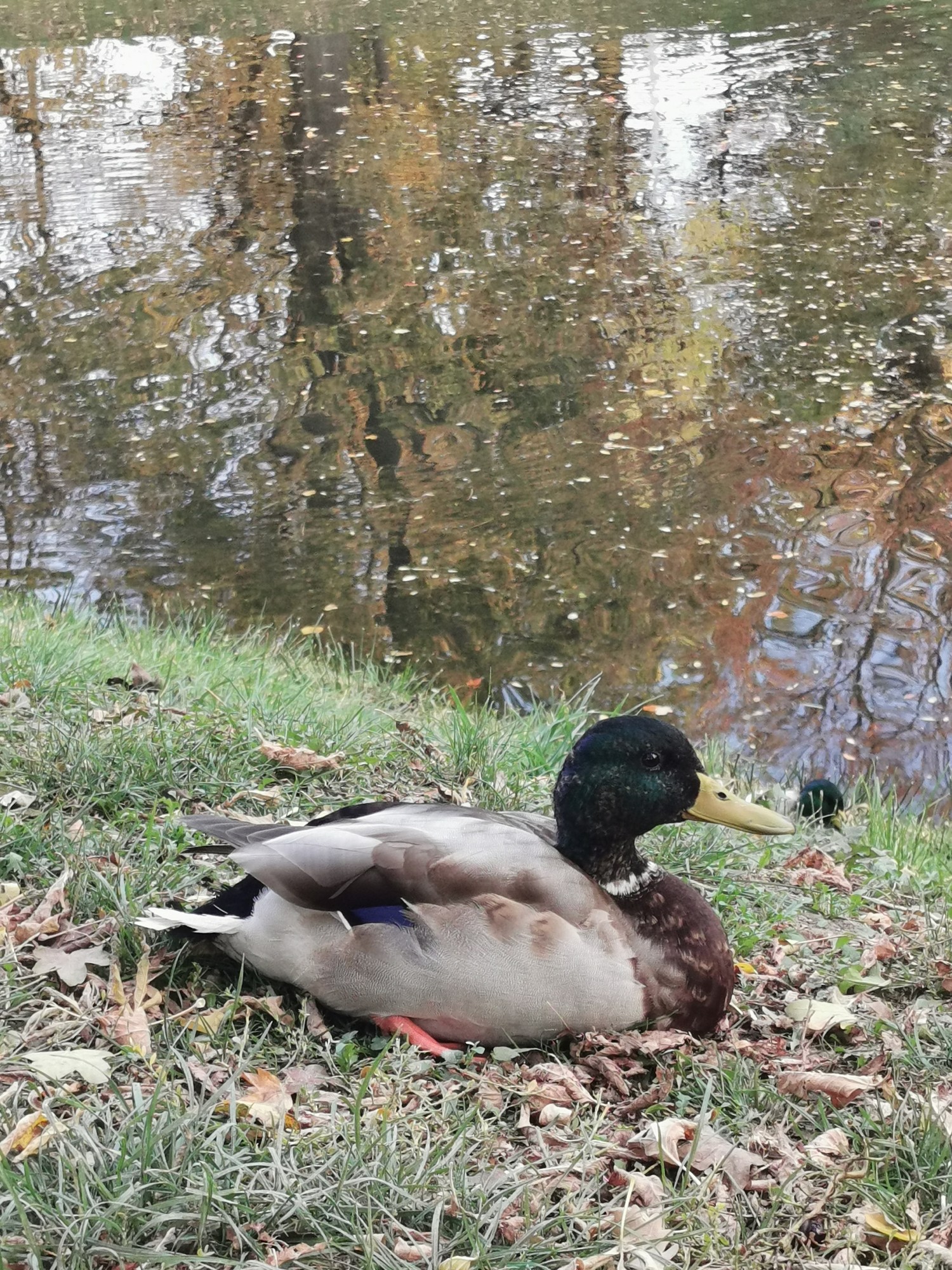livebirdspoland_deb946bc74c99e10966910433ad63c32.jpg