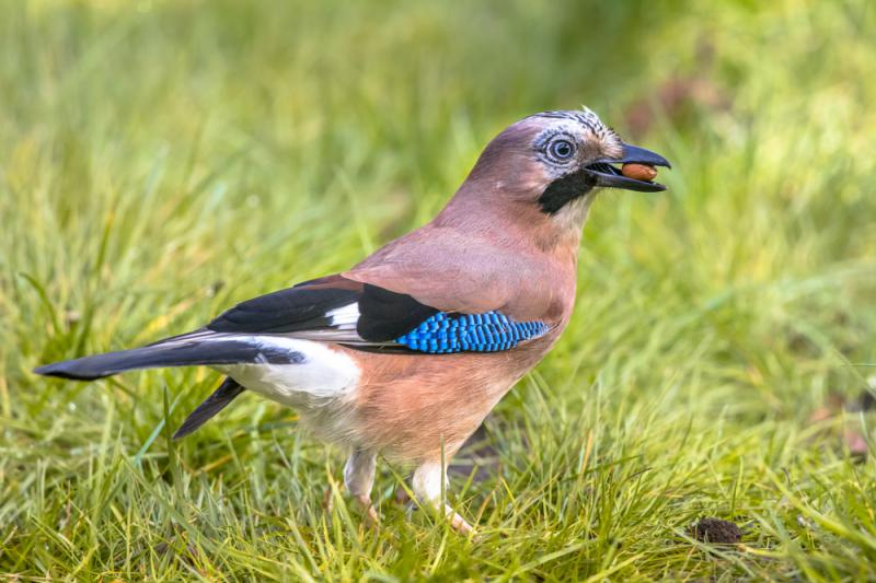 livebirdspoland_f104b4046d8c41f1333d2dc1fdd1d1c1.png
