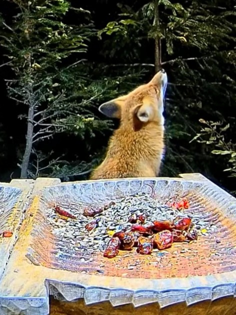 livebirdspoland_0bf24d36f369a6fae918f385c0721e67.jpg