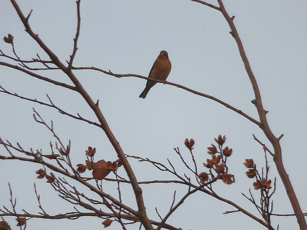 livebirdspoland_2fb3b35a9cd0cbffc15e66461343f460.jpg