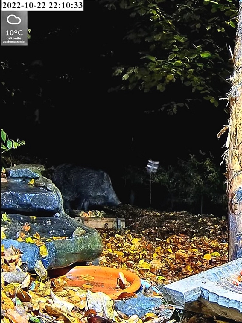 livebirdspoland_84f6e285db002720120a0a4e95132e1b.jpg