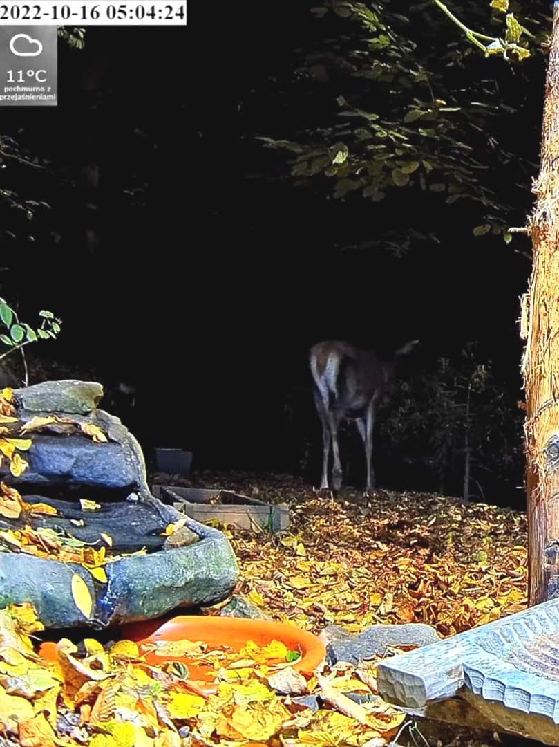 livebirdspoland_1f90c9e318c1dcde6f61ed83628624c8.jpg