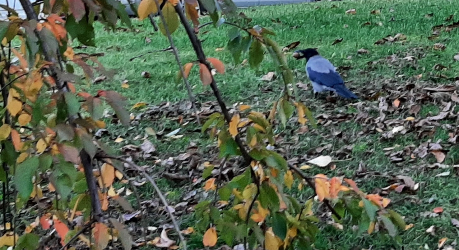 livebirdspoland_89658261fa7f9c4fbda83326feba5415.jpg