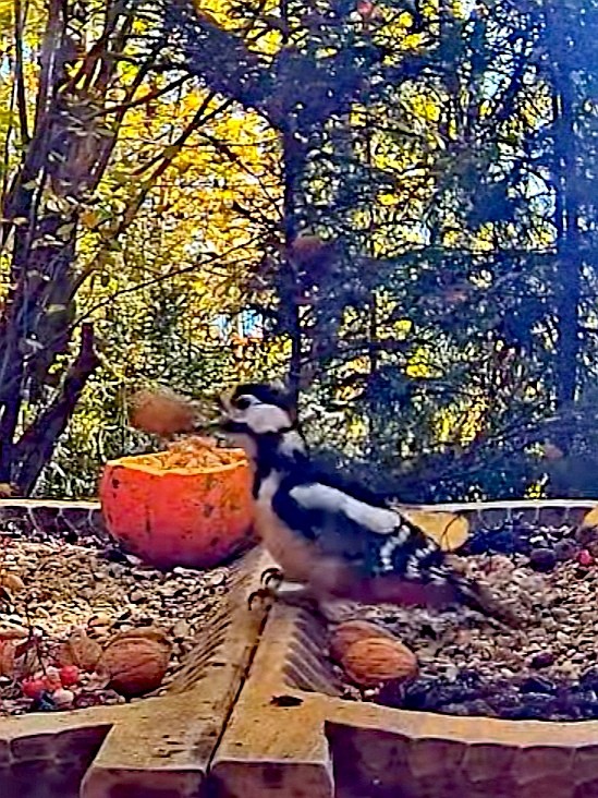 livebirdspoland_3c9a75c62256c1a04c7105611c584f5d.jpg
