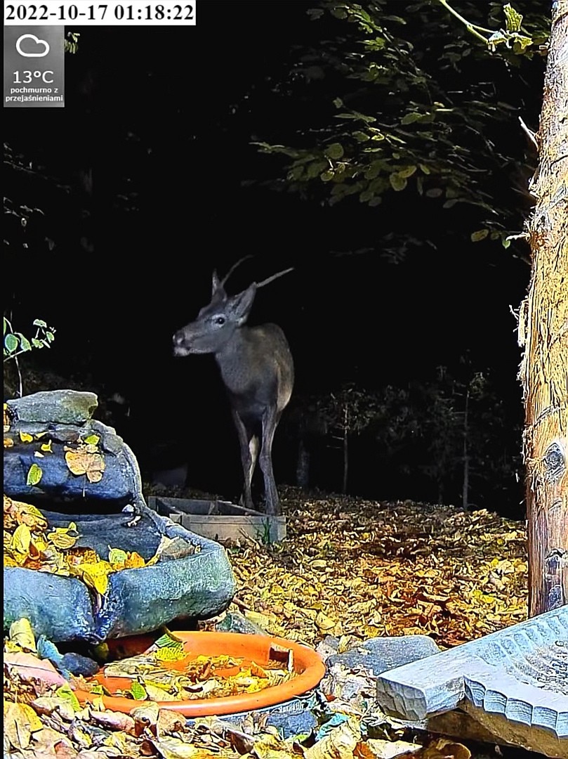 livebirdspoland_627a0e649351182a3a665b48b4c058db.jpg