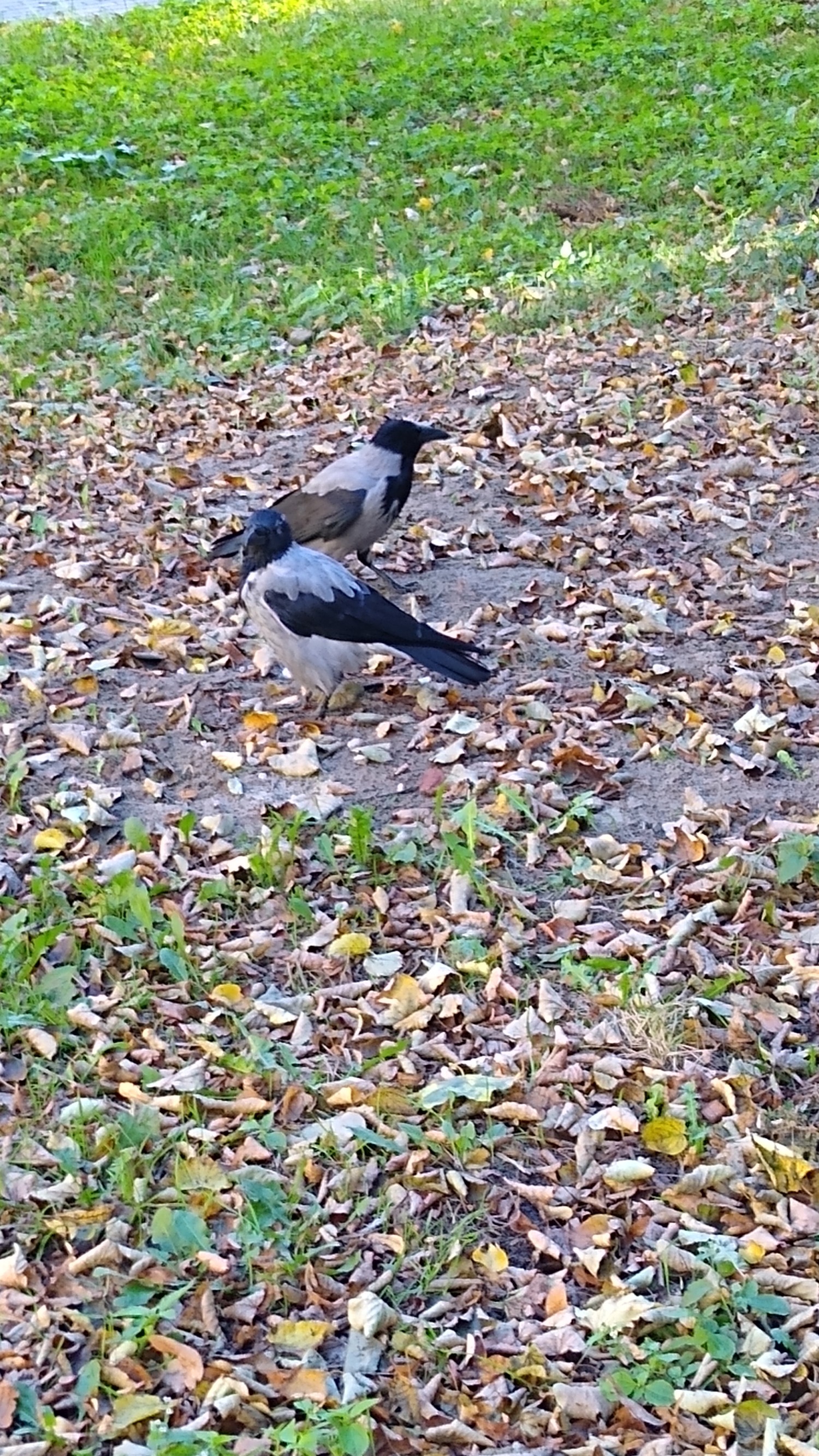 livebirdspoland_bbb433cfee93041ff090a9308424bca7.jpg